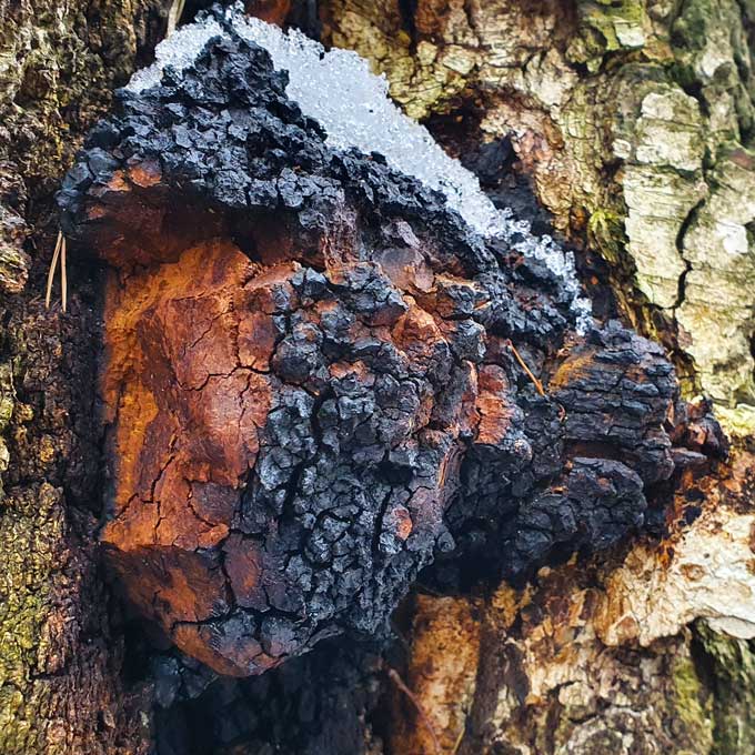 chaga